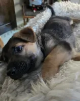 Ares, a male German Shepherd Dog for sale in Zanesville, OH – Photo 5 of 6