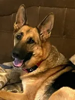 Athena, a female German Shepherd Dog for sale in Zanesville, OH – Photo 4 of 4