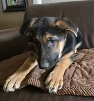 Athena, a female German Shepherd Dog for sale in Zanesville, OH – Photo 2 of 4