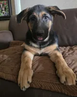 Athena, a female German Shepherd Dog for sale in Zanesville, OH – Photo 1 of 4