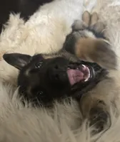 Hermes, a male German Shepherd Dog for sale in Zanesville, OH – Photo 4 of 6