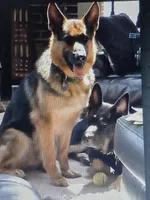 Hermes, a male German Shepherd Dog for sale in Zanesville, OH – Photo 6 of 6