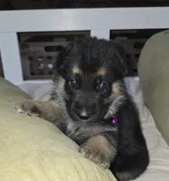 Hermes, a male German Shepherd Dog for sale in Zanesville, OH – Photo 3 of 6