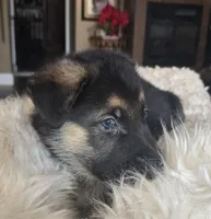 Hermes, a male German Shepherd Dog for sale in Zanesville, OH – Photo 1 of 6