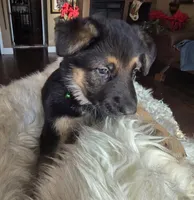 Hera, a female German Shepherd Dog for sale in Zanesville, OH – Photo 2 of 6