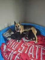 Hera, a female German Shepherd Dog for sale in Zanesville, OH – Photo 6 of 6