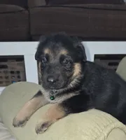 Hera, a female German Shepherd Dog for sale in Zanesville, OH – Photo 3 of 6