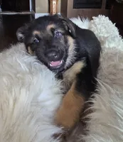 Hera, a female German Shepherd Dog for sale in Zanesville, OH – Photo 1 of 6