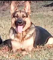 Hera, a female German Shepherd Dog for sale in Zanesville, OH – Photo 4 of 6