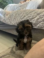Max, a male Yorkipoo for sale in Johnstown, PA – 2 of 7