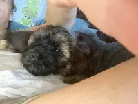 Max, a male Yorkipoo for sale in Johnstown, PA – 5 of 7
