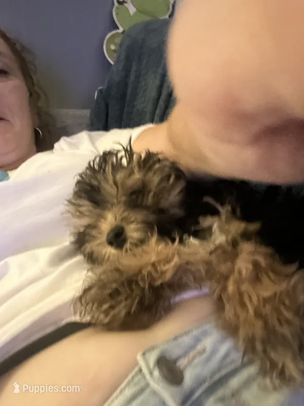 Max – Yorkipoo puppy for sale in Johnstown, PA