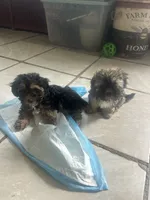 Max, a male Yorkipoo for sale in Johnstown, PA – 4 of 7
