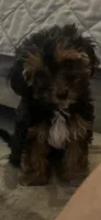 Molly, a female Yorkipoo for sale in Johnstown, PA – 4 of 5
