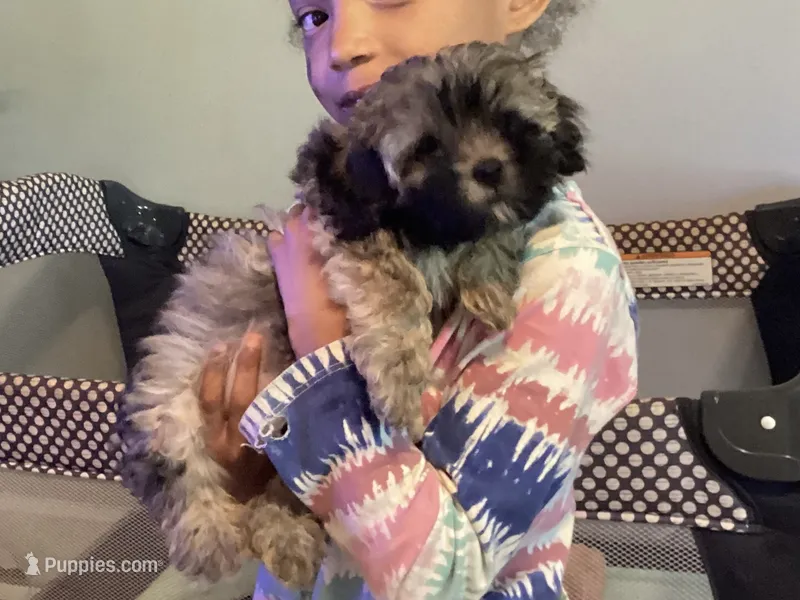 Molly – Yorkipoo puppy for sale in Johnstown, PA