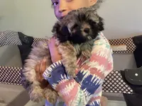Molly, a female Yorkipoo for sale in Johnstown, PA – 1 of 5