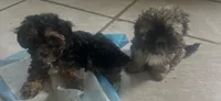 Max, a male Yorkipoo for sale in Johnstown, PA – 7 of 7
