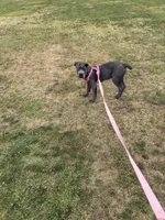 Ruby, a female Cane Corso for sale in Moreno Valley, CA – 4 of 4