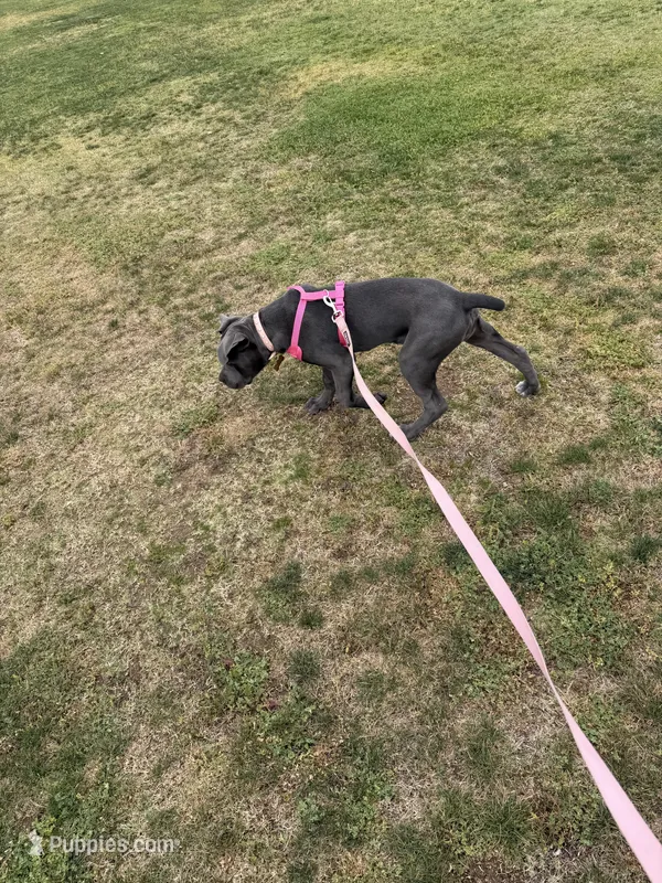 Ruby – Cane Corso puppy for sale in Moreno Valley, CA