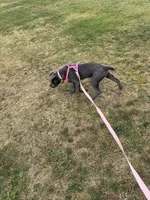Ruby, a female Cane Corso for sale in Moreno Valley, CA – 1 of 4