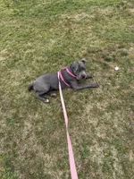 Ruby, a female Cane Corso for sale in Moreno Valley, CA – 2 of 4