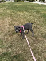 Ruby, a female Cane Corso for sale in Moreno Valley, CA – 3 of 4
