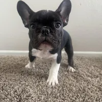 Bruno, a male French Bulldog for sale in Huntington Beach, CA – 6 of 9