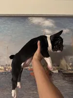 Bruno, a male French Bulldog for sale in Huntington Beach, CA – Photo 6 of 8