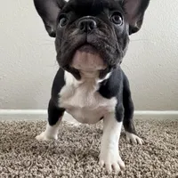 Bruno, a male French Bulldog for sale in Huntington Beach, CA – 1 of 9