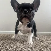 Bruno, a male French Bulldog for sale in Huntington Beach, CA – 7 of 9