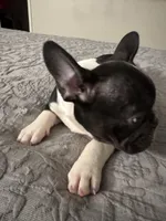 Bruno, a male French Bulldog for sale in Huntington Beach, CA – Photo 4 of 8