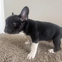 Bruno, a male French Bulldog for sale in Huntington Beach, CA – 3 of 9