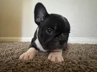 Bruno, a male French Bulldog for sale in Huntington Beach, CA – Photo 1 of 8