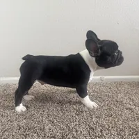 Bruno, a male French Bulldog for sale in Huntington Beach, CA – 9 of 9
