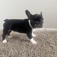 Bruno, a male French Bulldog for sale in Huntington Beach, CA – 8 of 9