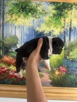 Bruno, a male French Bulldog for sale in Huntington Beach, CA – Photo 3 of 8