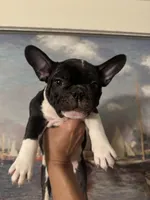 Bruno, a male French Bulldog for sale in Huntington Beach, CA – Photo 5 of 8