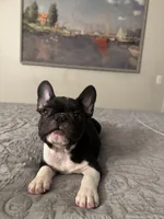 Bruno, a male French Bulldog for sale in Huntington Beach, CA – Photo 7 of 8