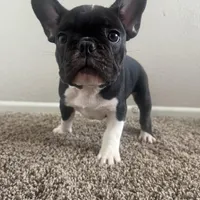 Bruno, a male French Bulldog for sale in Huntington Beach, CA – 2 of 9