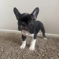 Bruno, a male French Bulldog for sale in Huntington Beach, CA – 4 of 9