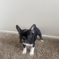Bruno, a male French Bulldog for sale in Huntington Beach, CA – 5 of 9