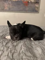 Bruno, a male French Bulldog for sale in Huntington Beach, CA – Photo 8 of 8