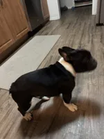 Bruno, a male French Bulldog for sale in Huntington Beach, CA – 6 of 7