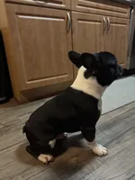 Bruno, a male French Bulldog for sale in Huntington Beach, CA – 5 of 7