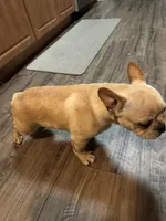 Oro, a male French Bulldog for sale in Huntington Beach, CA – 6 of 6