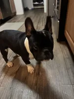 Bruno, a male French Bulldog for sale in Huntington Beach, CA – 4 of 7
