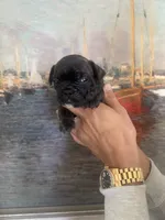 Bear, a male French Bulldog for sale in Huntington Beach, CA – Photo 3 of 6