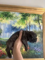 Bear, a male French Bulldog for sale in Huntington Beach, CA – Photo 6 of 6