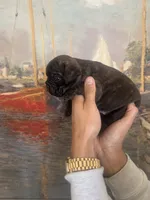 Bear, a male French Bulldog for sale in Huntington Beach, CA – Photo 2 of 6