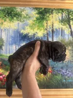 Bear, a male French Bulldog for sale in Huntington Beach, CA – Photo 5 of 6